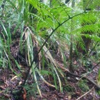Ptisana fraxinea Fouge?re tortue Mara ttiaceae Indigène La Réunion 2.jpeg