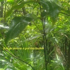Syzygium cordemoyi Bois de pomme a? grandes fe uilles Myrtaceae Endémique La Réunion 44.jpeg