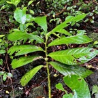 Elatostema fagifolium  urticaceae.indigène Réunion;.jpeg