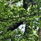 Myonima obovata .bois de prune marron.bois de prune rat.rubiaceae.endémique Réunion Maurice.jpeg