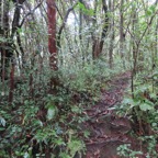 1. Début du sentier.JPG