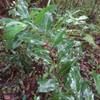 5. Xylopia richardii - Bois de banane - Annonacée - B IMG_3705.JPG.jpeg