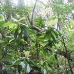23. Badula grammisticta - Bois de savon - Myrsinaceae.jpeg