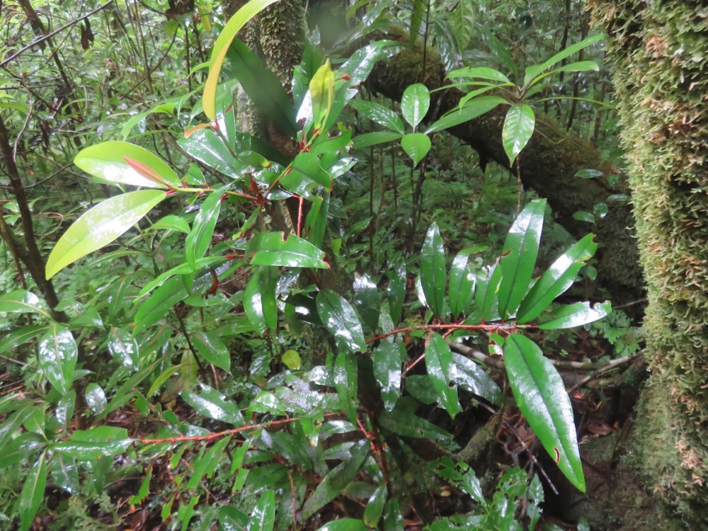 27. Erythroxylum laurifolium - Bois de rongue - Erythroxylacée- BM.jpeg