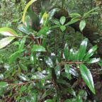 27. Erythroxylum laurifolium - Bois de rongue - Erythroxylacée- BM.jpeg