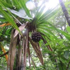 31. Pandanus purpurascens - Vacoa des hauts - Pandanaceae - Mascar. (B).jpeg