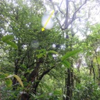 36. Myonima obovata - Bois de prune  ou Bois de prune rat - Rubiaceae.jpeg