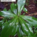 1- Badula grammisticta.jpg