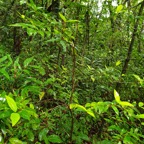 16- Bois de balai.jpg