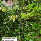 23- Bois de pomme rouge (2).jpg