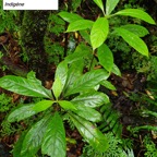 39- Bois d'osto.jpg