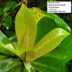 40- B. grammisticta (4)- détails.jpg