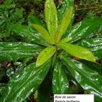 41- Badula barthesia (2).jpg