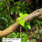 45- Danais fragrans.jpg