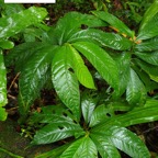 51- Elatostema fagifolium.jpg