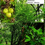 67- Myonima obovata.jpg