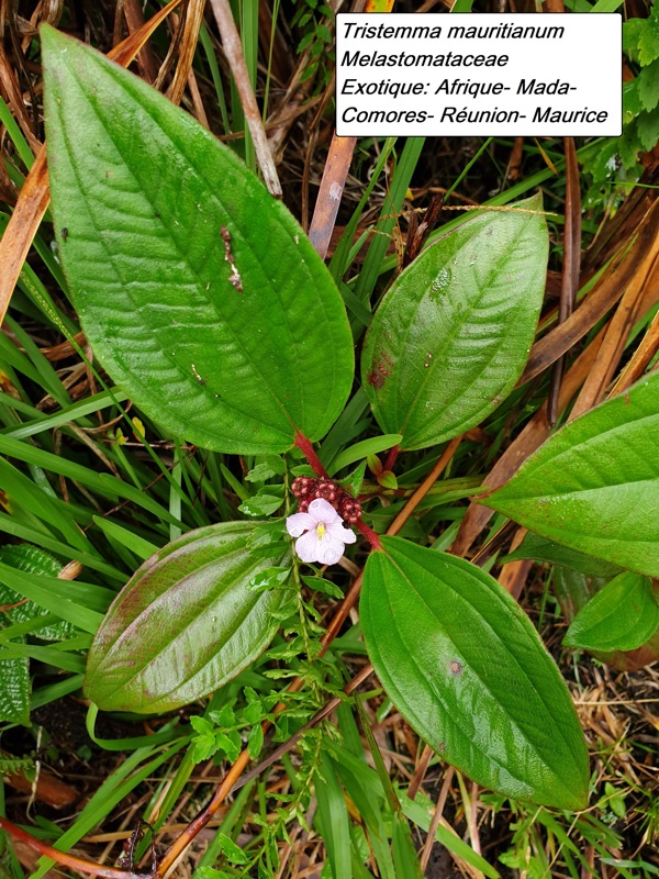 79- Tristemma mauritianum.jpg