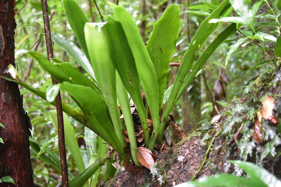 Antrophyum boryanum - Langue de boeuf - VITTARIACEAE - Indigene Reunion - MB3_1498.jpg