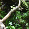 Danais fragrans - Liane jaune - RUBIACEAE - Indigene Reunion - MB3_1509.jpg