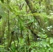 Foret Mourouvin - P1060019.jpg