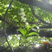 Polystachya concreta - EPIDENDROIDEAE - Indigene Reunion - P1060018.jpg
