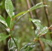 Tambourissa elliptica - Bois de tambour - MONIMIACEAE - Endemique Reunion - MB3_1485.jpg