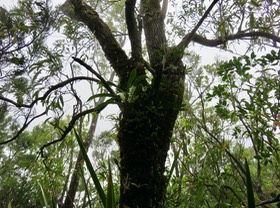 1. Angraecum bracteosum - Orchidaceae -