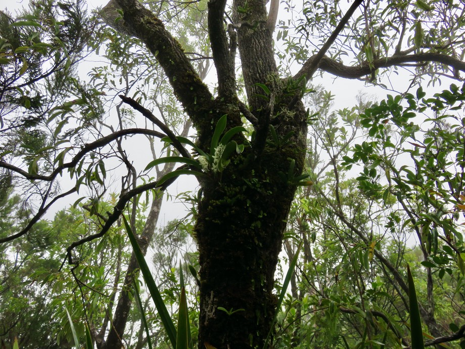 1. Angraecum bracteosum - Orchidaceae -