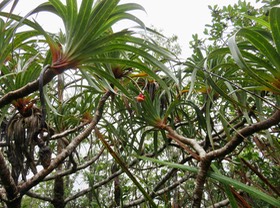 12. Pandanus montanus - Pandanacée - B   IMG_2642.JPG