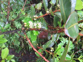 23. Psiloxylon mauritianum - Bois de pêche marron- Psiloxylacée - BM  IMG_2663.JPG