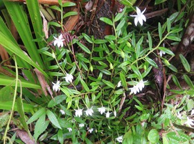 27. Angreacum ramosum - Orchidaceae IMG_2670.JPG