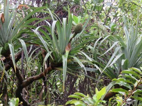 29. Fruits Pandanus montanus - Pandanacée - B  IMG_2674.JPG