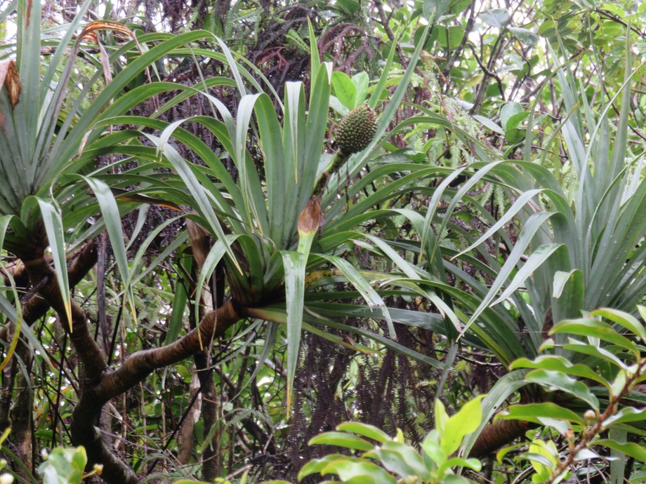 29. Fruits Pandanus montanus - Pandanacée - B  IMG_2674.JPG