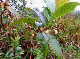 7. Fruits Aphloia theiformis - Change-écorce - APHLOIACEEIMG_2633.JPG
