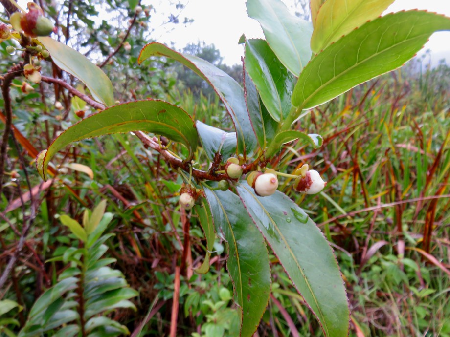 7. Fruits Aphloia theiformis - Change-écorce - APHLOIACEEIMG_2633.JPG