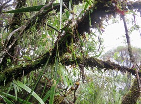 8. Bulbophyllum minutum -  - Orchidaceae -