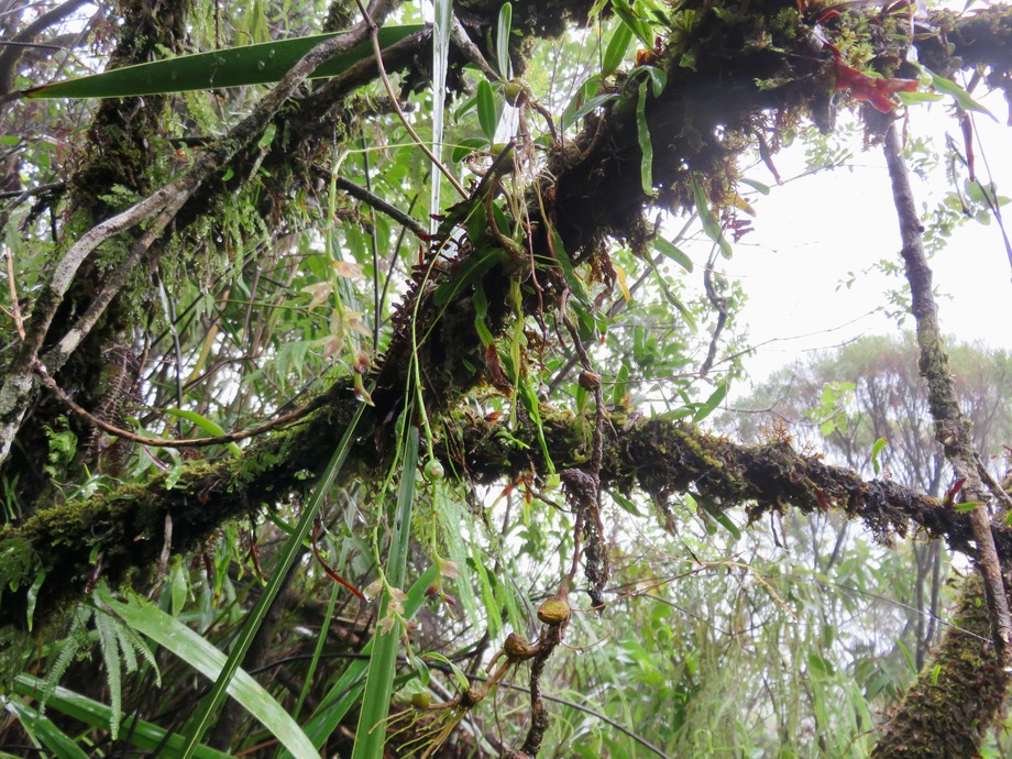 8. Bulbophyllum minutum -  - Orchidaceae -