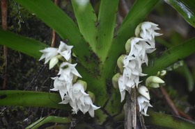 Angraecum bracteosum - EPIDENDROIDEAE - Endémique Réunion - MB2_6039