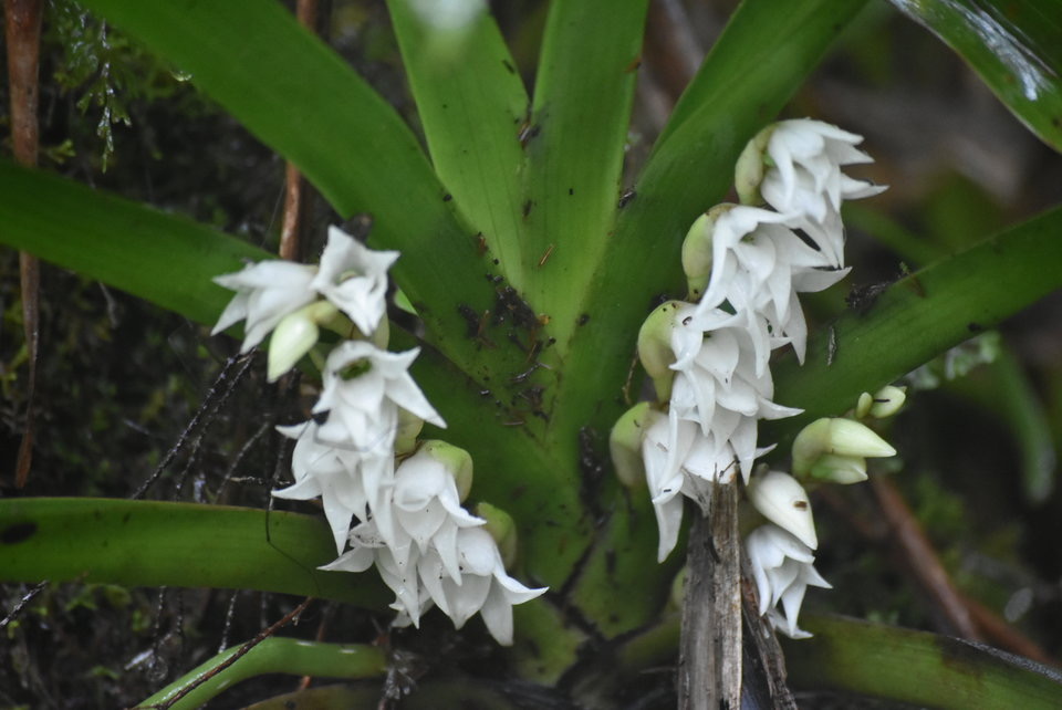 Angraecum bracteosum - EPIDENDROIDEAE - Endémique Réunion - MB2_6039