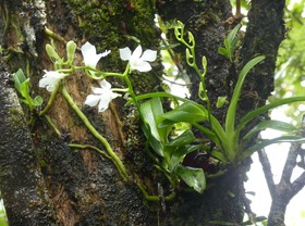 Beclardia macrostachya - EPIDENDROIDEAE - Indigène Réunion -  P1030864