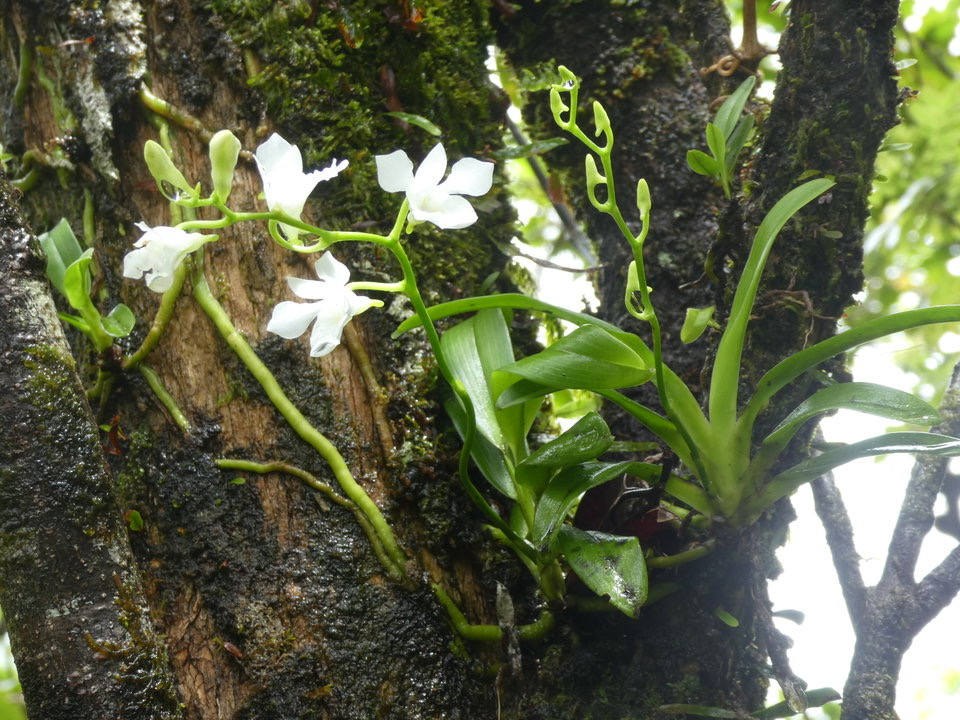Beclardia macrostachya - EPIDENDROIDEAE - Indigène Réunion -  P1030864