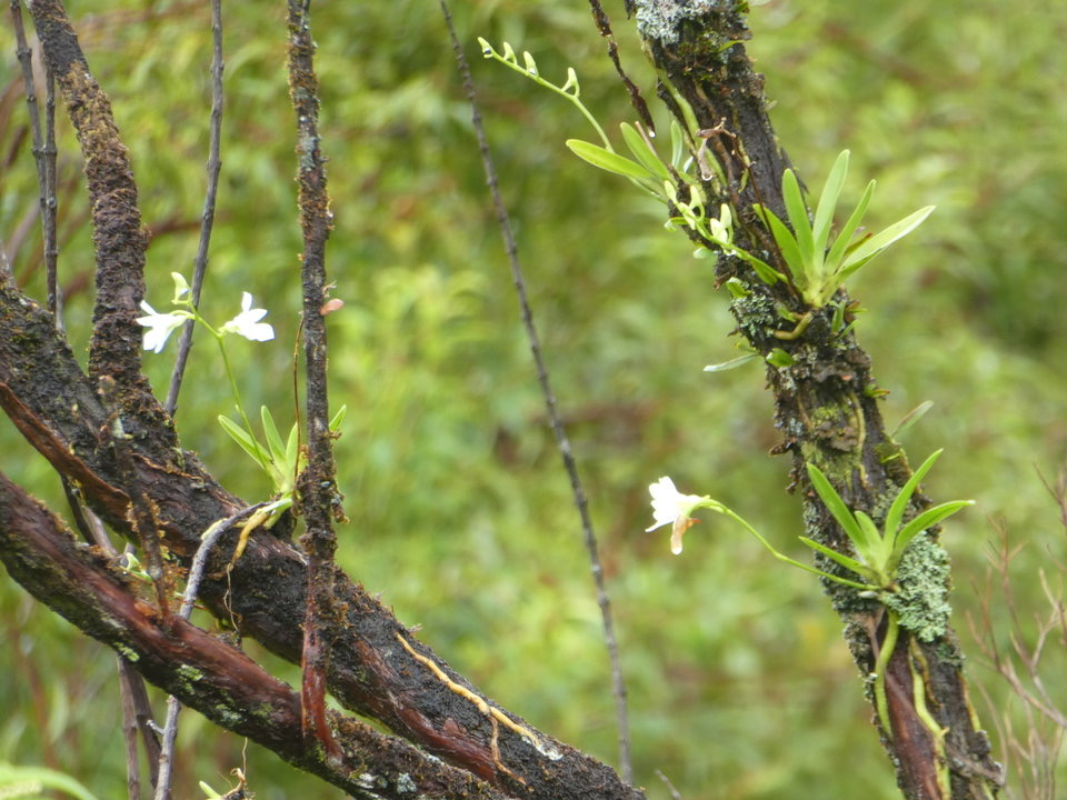 Beclardia macrostachya - EPIDENDROIDEAE - Indigène Réunion -  P1030862