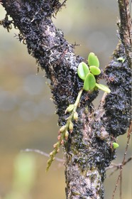 Bulbophyllum sambiranense - EPIDENDROIDEAE - Indigène Réunion
