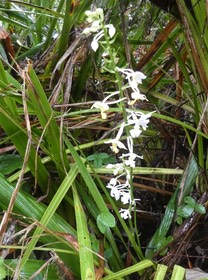 Calanthe sylvatica - EPIDENDROIDEAE - Indigène Réunion - P1040014