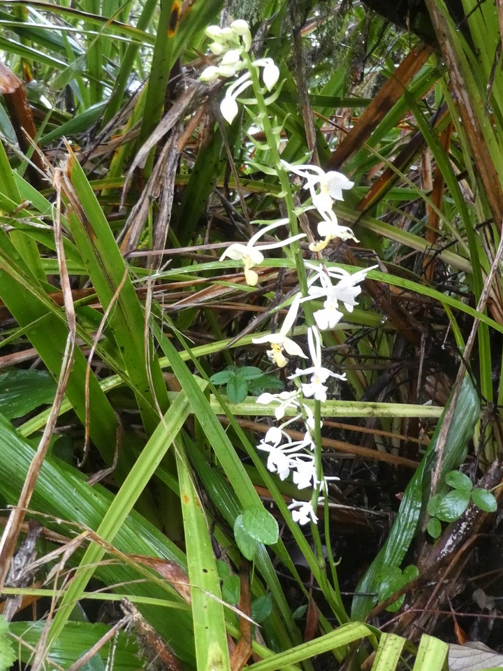 Calanthe sylvatica - EPIDENDROIDEAE - Indigène Réunion - P1040014
