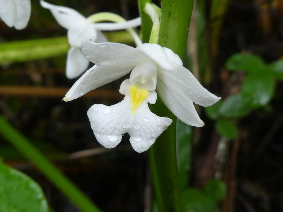 Calanthe sylvatica - EPIDENDROIDEAE - Indigène Réunion -  P1040013