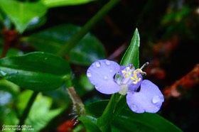 Commelina diffusa.petite herbe de l'eau.commelinaceae.P1027024