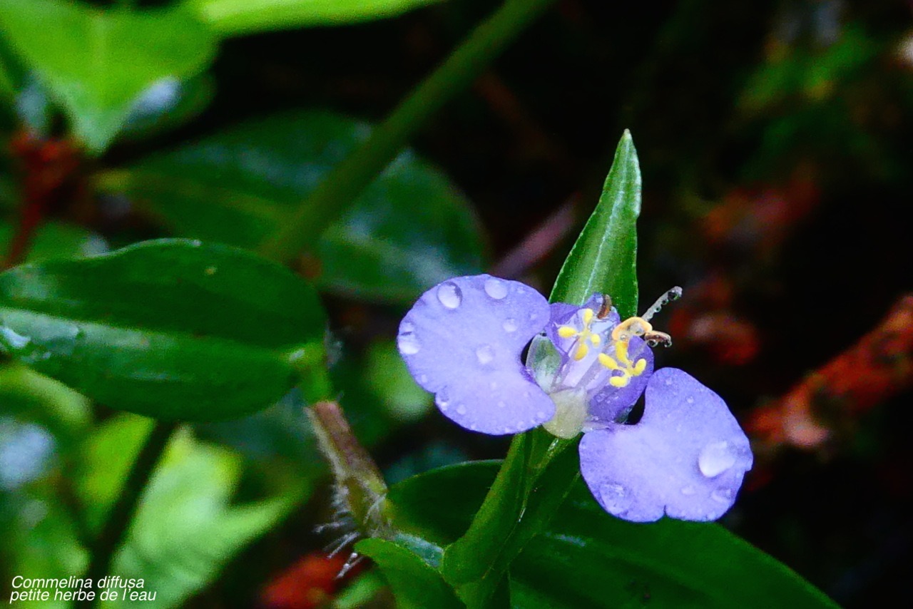 Commelina diffusa.petite herbe de l'eau.commelinaceae.P1027024