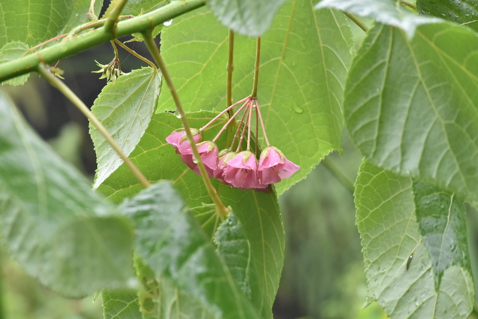 Dombeya elegans var. elegans - Mahot rose - MALVACEAE - Endélique Réunion - 