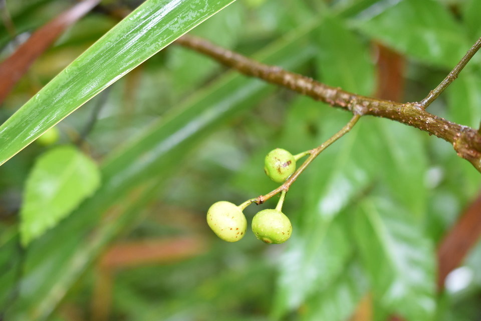 Ficus lateriflora - Ficus blanc - MORACEAE - Endémique Réunion, Maurice - MB2_6069